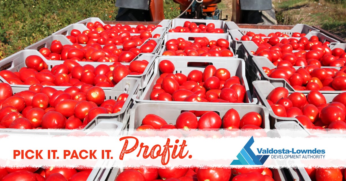 Pick It. Pack It. Profit. Tomatoes being picked on a farm.