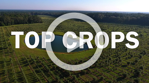 Top Crops